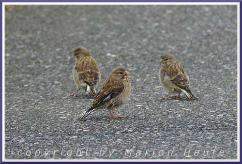 Bluthänfling-Jungvögel, 12.06.2020, Lobbe/Mecklenburg-Vorpommern.