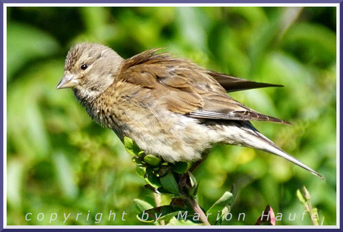 Bluthänfling-Jungvogel, 18.07.2020, Flugfeld Staaken/Berlin.