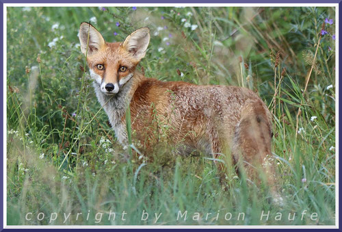 Das gilt auch für den Rotfuchs, der die Mauern regelmäßig absucht, 25.07.2024, Flugfeld Staaken/Berlin.
