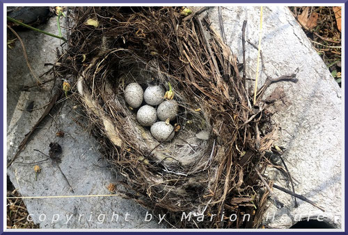 Völlig ungeschütztes Bachstelzen-Nest im Betonteil am Fuß eines Bauzaunes, 27.06.2023, Staaken/Berlin.