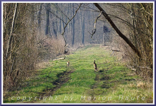 Rotfuchs und Feldhase sagen sich auf einem Waldweg "Guten Morgen", 28.03.2020, Nauener Forst/Brandenburg.