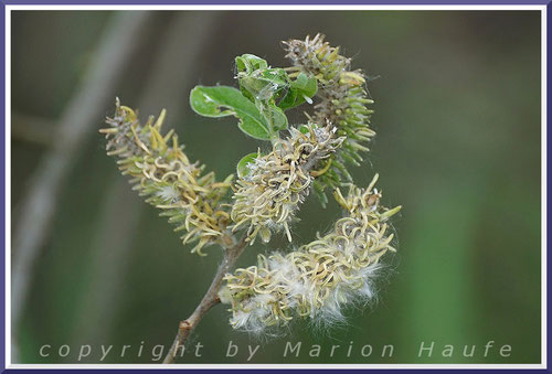 Die weiblichen Blüten der Sal-Weide (Salix caprea) haben Samen angesetzt und der Blattaustrieb hat eingesetzt, April.