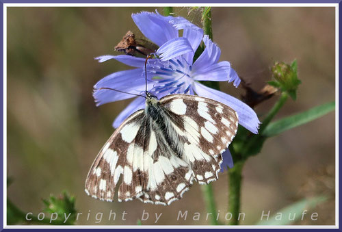 Die himmelblauen Blüten der Gemeinen Wegwarte (Cichorium intybus) werden gern aufgesucht, 04.07.2025, Hahneberg/Berlin.