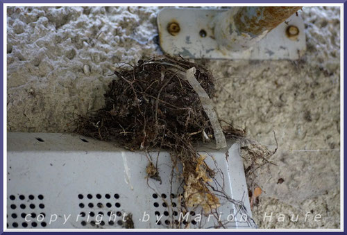 Hausrotschwanz-Nest unter dem Vordach einer Ruine, 13.04.2020, ehemaliges Krankenhaus West-Staaken/Berlin.