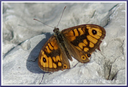 Mauerfuchs, 21.08.2016, Flugfeld Staaken/Berlin.
