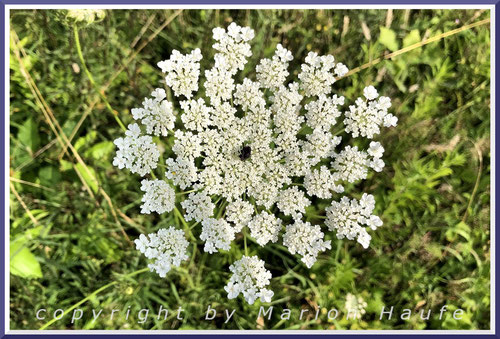 Die Wilde Möhre (Daucus carota) ist eine der Hauptnahrungspflanzen des Schwalbenschwanzes und nur echt mit dem schwarzen Punkt in der Mitte.