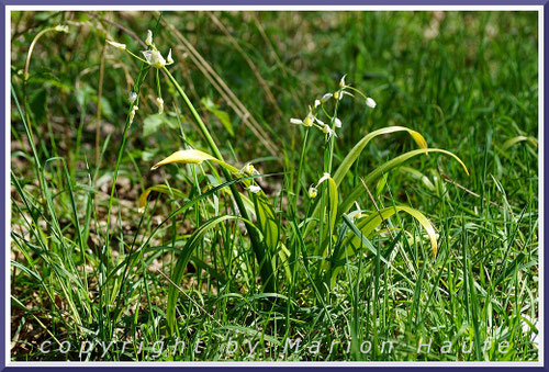 Der Seltsame Lauch (Allium paradoxum) besitzt schmale Blätter und einen lockeren Blütenstand mit wenigen Blüten, April, Staaken/Berlin.