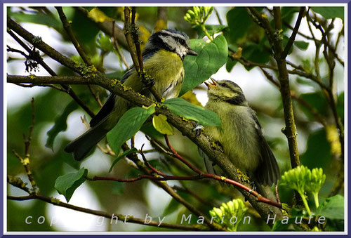 Links Altvogel, rechts Jungvogel - Blaumeisennachwuchs wird außerhalb des Nestes noch eine Weile von den Eltern versorgt, 22.05.2020, Bullengraben/Berlin.