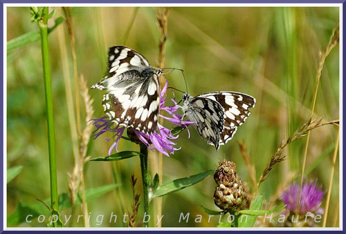 Schachbrettfalter - Balzflug (links Weibchen, rechts Männchen), 07.07.2020, Nähe Sommerbad Staaken/Berlin.