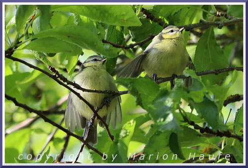 Bettelnde Jungvögel im Geäst eines Baumes, 10.06.2024, Lobbe/Mecklenburg-Vorpommern.