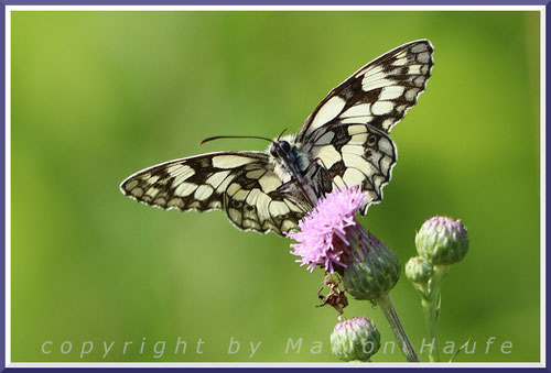 Von den Blüten der Acker-Kratzdistel (Cirsium arvense) werden Schachbrettfalter magisch angezogen, 04.07.2025, Hahneberg/Berlin.
