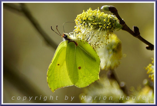 Zitronenfalter (Gonepteryx rhamni) an einer männlichen Sal-Weidenblüte, 31.03.2019, Brieseland/Brandenburg.