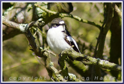 Trauerschnäpper (Ficedula hypoleuca)