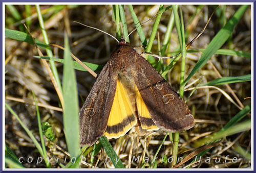 Die Hausmutter (Noctua pronuba) offenbart ihre ganze Schönheit erst, wenn sie ihre Flügel öffnet, 02.06.2020, Lobbe/Mecklenburg-Vorpommern.