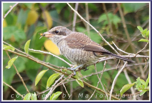 Neuntöter-Jungvögel versuchen so früh wie möglich, selbst auf die Jagd zu gehen, 13.07.2025, Flugfeld Staaken/Berlin.