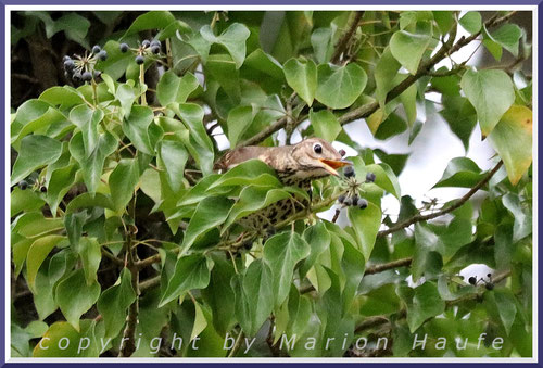 Nach der Brutzeit und in den Vogelzugzeiten fressen Singdrosseln gern Beeren, 22.03.2024, Staaken/Berlin.