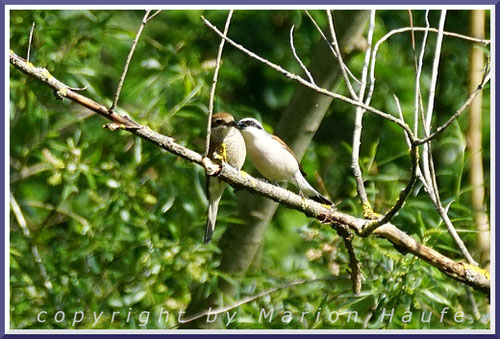 Balzendes Neuntöter-Pärchen, 26.05.2020, Staaken/Berlin.