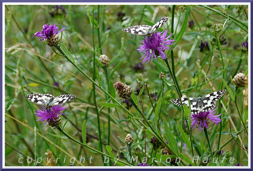 Auf den Blüten der Wiesen-Flockenblume (Centaurea jacea) tummeln sich oft mehrere Schachbrettfalter, 05.07.2020, Flugfeld Staaken/Berlin.