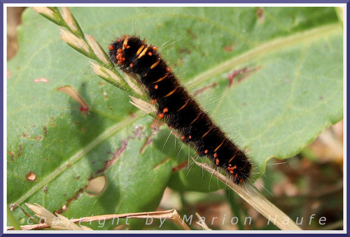 Raupen (hier eine des Brombeerspinners) werden oft Opfer anderer Insekten, die ihre Eier auf ihnen ablegen, 25.06.2025, Staaken/Berlin.