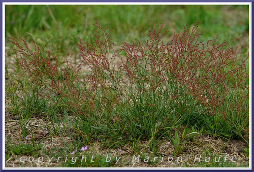 Kleiner Sauerampfer (Rumex acetosella).