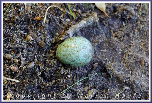 Ei aus einem geplünderten Amselnest, 23.06.2020, Darßwald/Mecklenburg-Vorpommern.