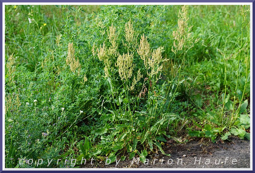 Auch der Große Sauerampfer (Rumex acetosa) gehört zu den Hauptnahrungspflanzen der Raupen.