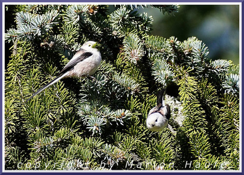 Männchen (links) und Weibchen (rechts) am Nest, 08.03.2021, Staaken/Berlin