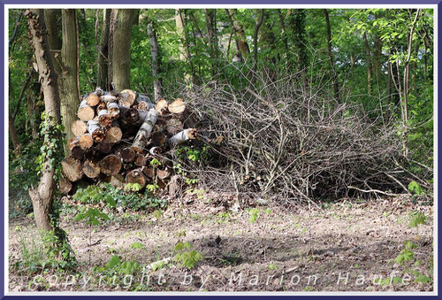 Rotkehlchen-Nistplatz in strukturreicher Umgebung, 26.04.2024, Hahneberg/Berlin.