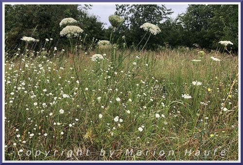 Wilde Möhre (Daucus carota subsp. carota).