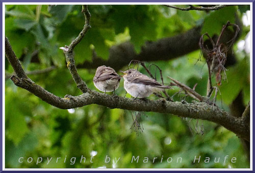 Wie alle Jungvögel bettelt auch der Grauschnäpper-Nachwuchs lautstark um Futter, sobald sich die Altvögel blicken lassen, 23.07.2023, Sommerbad Staaken/Berlin.