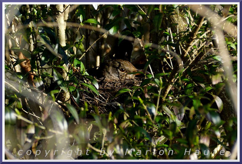 Amselnest in einer Ligusterhecke, 31.03.2021, Staaken/Berlin.