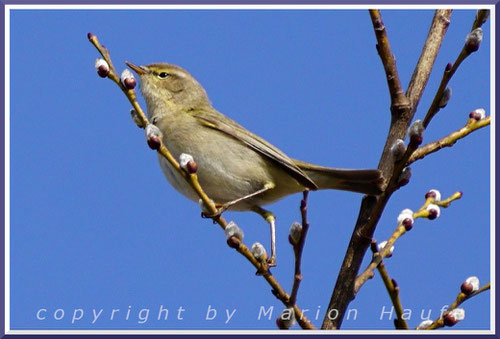 Der Zilpzalp (Phylloscopus collybita) wird auch Weidenlaubsänger genannt und hat eine besondere Beziehung zur Sal-Weide, 02.04.2018, Flugfeld Staaken/Berlin.