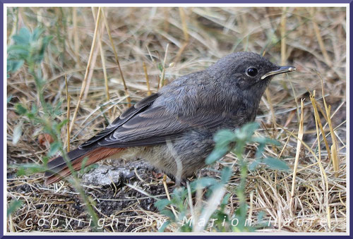 Hausrotschwanz-Jungvogel, 10.07.2025, Staaken/Berlin.