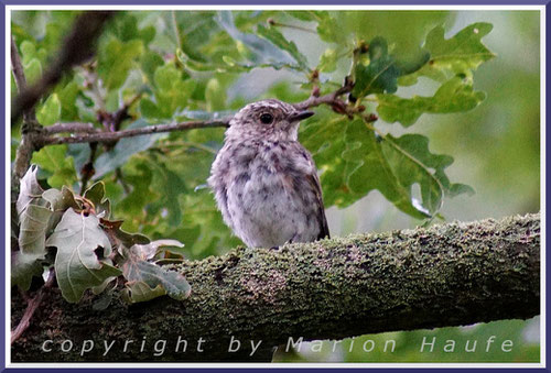 Ein junger Grauschnäpper hat das Nest verlassen und wartet im Geäst auf Futter, 10.08.2017, Sommerbad Staaken/Berlin.