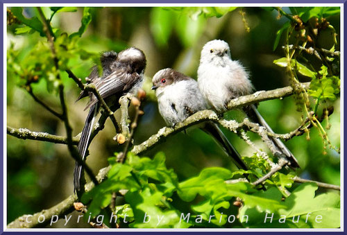 Ruhende Jungvögel mit Altvogel (Typ CE), 18.05.2022, Hahneberg/Berlin.