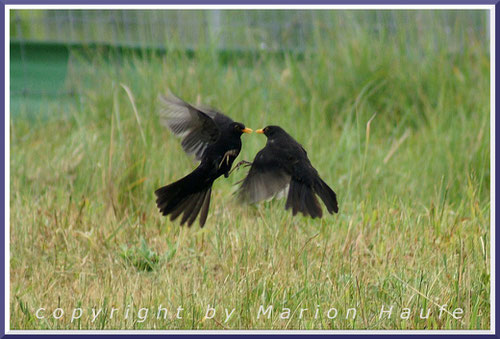 Kämpfende Amsel-Männchen kennen kein Pardon und es geht oft richtig zur Sache, 24.05.2016, Hahneberg/Berlin.