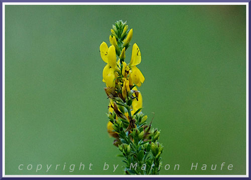 Färberginster (Genista tinctoria).