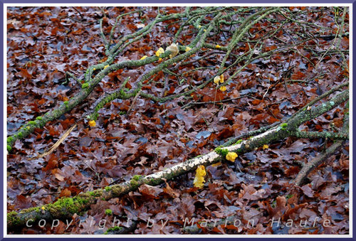 Goldgelbe Zitterlinge auf herunter gefallenem Totholz, 02.01.2021, Hahneberg/Berlin.