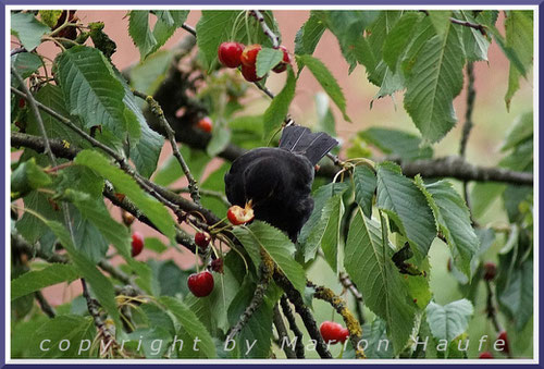 Amseln (hier ein Männchen) lieben Obst wie Kirschen, Äpfel und Pflaumen, 02.07.2016, Staaken/Berlin.