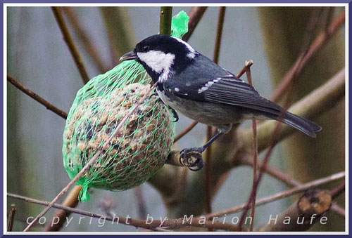 Beliebte winterliche Nahrungsquelle sind auch Meisenknödel oder -ringe, 02.12.2017, Prerow/Mecklenburg-Vorpommern.