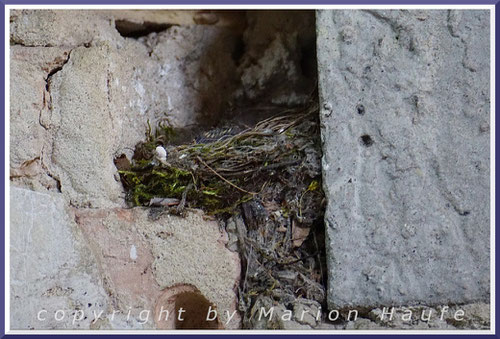 Besetztes Grauschnäpper-Nest im Inneren einer Ruine, 03.06.2022, ehemaliges Krankenhaus West-Staaken/Berlin.