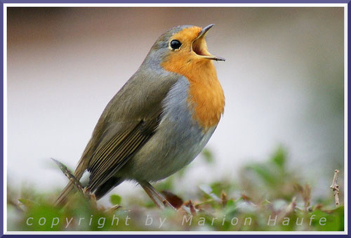 Rotkehlchen (Erithacus rubecula)