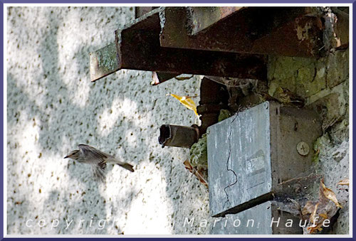 Dieses Nest wurde durch den Stahlträger perfekt vor den Wettern geschützt, 20.07.2022, ehemaliges Krankenhaus West-Staaken/Berlin.