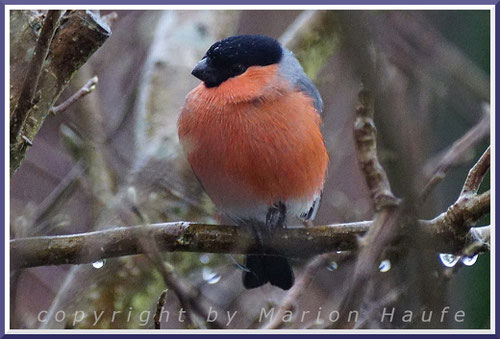 Gimpel-Männchen (Pyrrhula pyrrhula pyrrhula), 23.02.2020, Prerow/Mecklenburg-Vorpommern.
