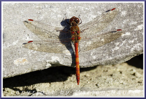 Blutrote Heidelibelle, 12.10.2019, Flugfeld Staaken/Berlin.