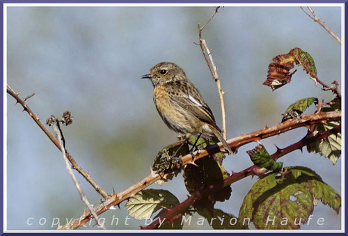 Schwarzkehlchen-Weibchen, 10.04.2020, Flugfeld Staaken/Berlin.