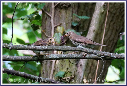Auch im Unterholz und in Gebüschen kann man Altvögel beobachten, die die Jungvögel mit Futter versorgen, 11.06.2021, Hahneberg/Berlin.