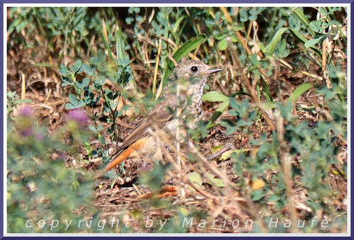 Jungvogel, 10.07.2025, Staaken/Berlin, der sich als Teil einer Gartenrotschwanz-Familie fühlte.