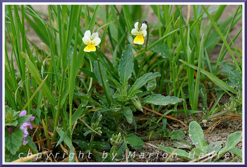 Das zierliche Acker-Stiefmütterchen (Viola arvensis) ist die Hauptnahrungspflanze der Raupen des Kleinen Perlmutterfalters.