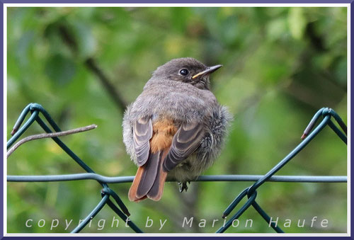 Hausrotschwanz-Jungvogel, 13.07.2025, Staaken/Berlin.